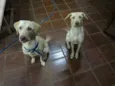 Léo e Bela
