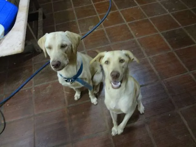 Cachorro ra a  idade 7 a 11 meses nome Léo e Bela