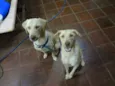 Léo e Bela