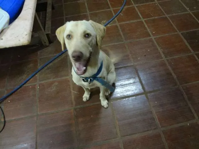 Cachorro ra a  idade 7 a 11 meses nome Léo e Bela