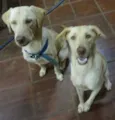 Léo e Bela
