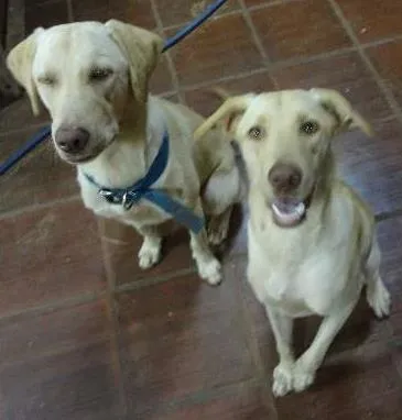 Cachorro ra a  idade 7 a 11 meses nome Léo e Bela