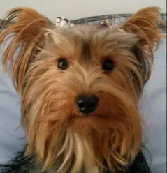 Cachorro ra a Yorkshire idade 2 anos nome angel GRATIFICA
