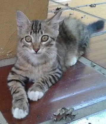 Gato ra a  idade 2 a 6 meses nome vários