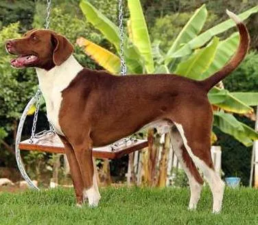 Cachorro raça pointer idade 5 anos nome Thor