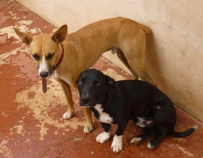 Cachorro ra a SRD idade 1 ano nome Lambo e Luffy