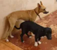 Lambo e Luffy