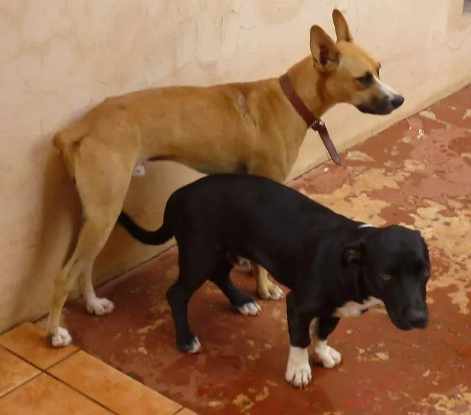 Cachorro ra a SRD idade 1 ano nome Lambo e Luffy