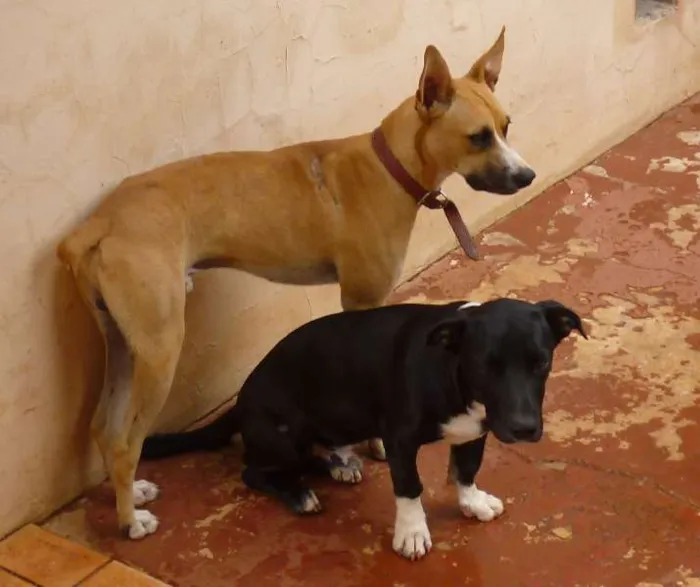 Cachorro ra a SRD idade 1 ano nome Lambo e Luffy