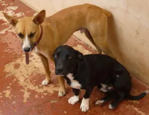 Cachorro raça SRD idade 1 ano nome Lambo e Luffy