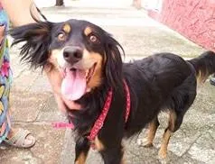 Cachorro raça SRD idade 3 anos nome Scooby