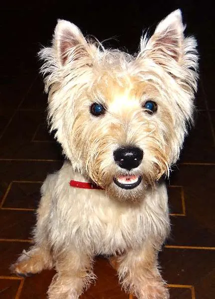 Cachorro ra a WEST HIGHLAND WHITE TERRIER idade 7 a 11 meses nome JOULIE GRATIFICA