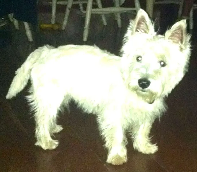 Cachorro ra a WEST HIGHLAND WHITE TERRIER idade 7 a 11 meses nome JOULIE GRATIFICA