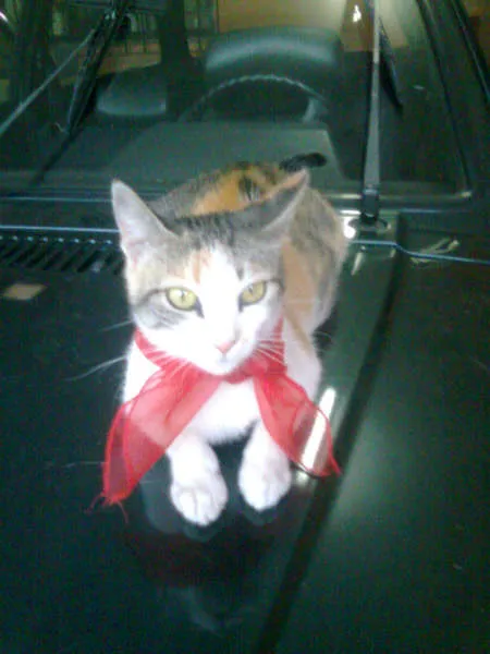 Gato ra a VIRA LATA idade 2 anos nome NATASHA