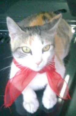 Gato ra a VIRA LATA idade 2 anos nome NATASHA