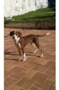 Bartô