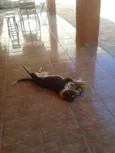 Bartô