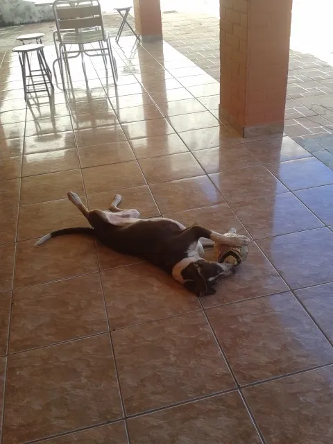Cachorro ra a Vira lata idade 1 ano nome Bartô