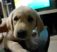 Arya