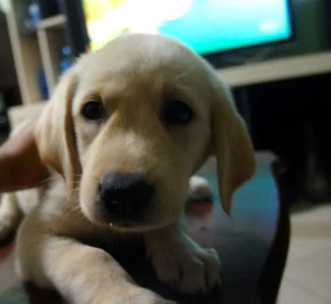 Cachorro ra a Labrador idade 2 a 6 meses nome Arya