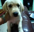 Arya