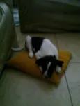 Jake