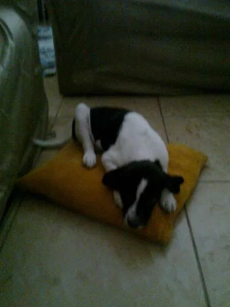 Cachorro ra a Vira lata idade 7 a 11 meses nome Jake