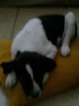 Jake