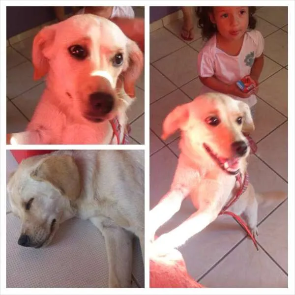 Cachorro ra a SRD idade 1 ano nome nina
