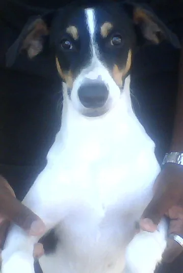 Cachorro raça SDR idade 7 a 11 meses nome Dálmata