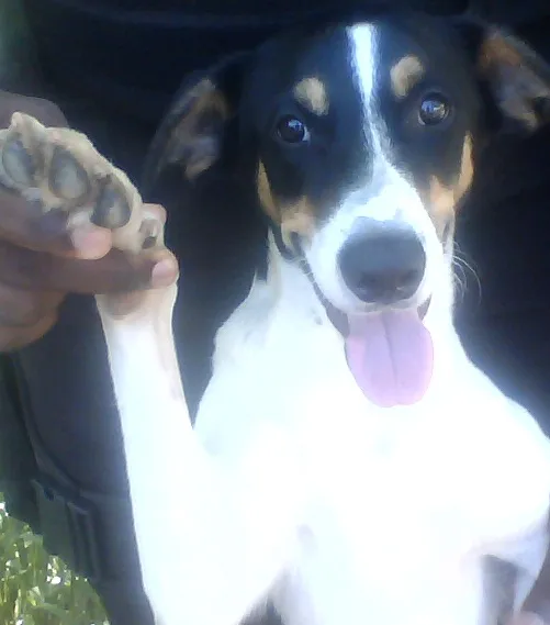 Cachorro raça SDR idade 7 a 11 meses nome Dálmata