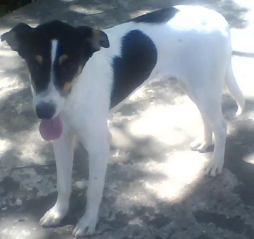 Cachorro raça SDR idade 7 a 11 meses nome Dálmata