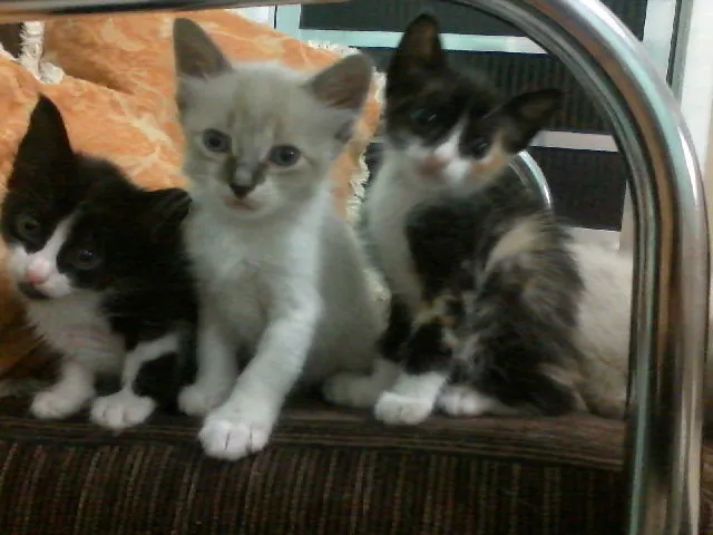 Gato ra a  idade 2 a 6 meses nome SEM NOME AINDA