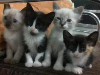 Gato ra a  idade 2 a 6 meses nome SEM NOME AINDA