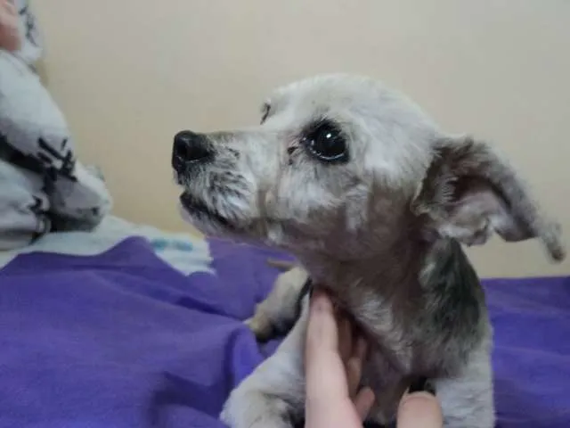 Cachorro ra a Poodle idade 5 anos nome truffa