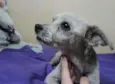 truffa