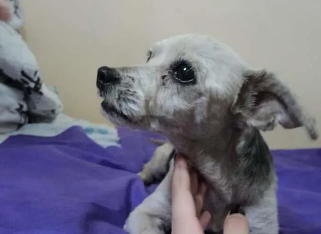 Cachorro ra a Poodle idade 5 anos nome truffa