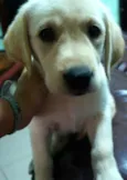 Arya
