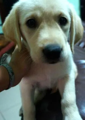 Cachorro raça Labrador idade 2 a 6 meses nome Arya