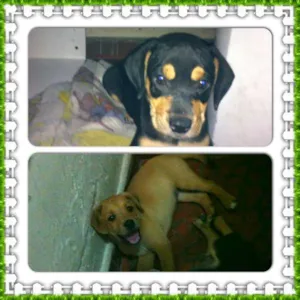 Cachorro raça  idade Abaixo de 2 meses nome Filhotinhos