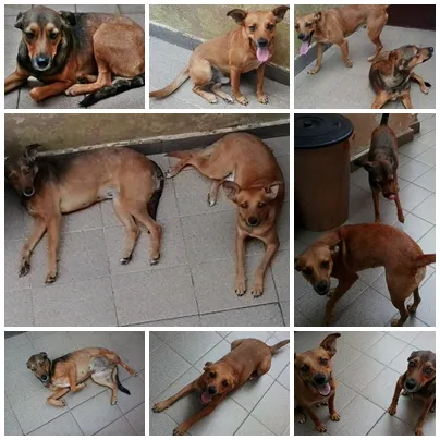 Cachorro ra a srd idade 2 anos nome LELO/ REBECA