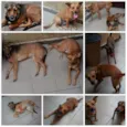 LELO/ REBECA