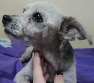 Cachorro raça Poodle idade 5 anos nome truffa
