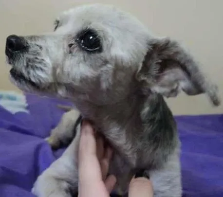 Cachorro ra a Poodle idade 5 anos nome truffa