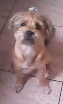 Cachorro ra a SRD idade 7 a 11 meses nome Alicia