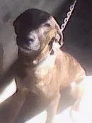 Cachorro raça pit bul com dalmata idade 7 a 11 meses nome Xitara