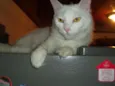 Billy