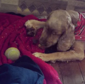 Cachorro raça Cocker idade 1 ano nome Lua