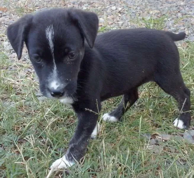Cachorro ra a srd idade Abaixo de 2 meses nome menina