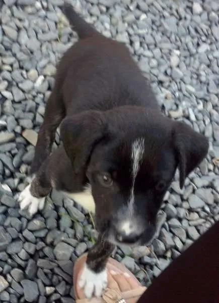 Cachorro ra a srd idade Abaixo de 2 meses nome menina
